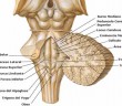 Effects of the Fourth Ventricle Compression in the Regulation of the Autonomic Nervous System