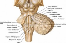 Effects of the Fourth Ventricle Compression in the Regulation of the Autonomic Nervous System