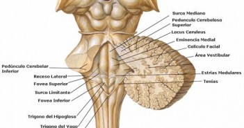 Effects of the Fourth Ventricle Compression in the Regulation of the Autonomic Nervous System